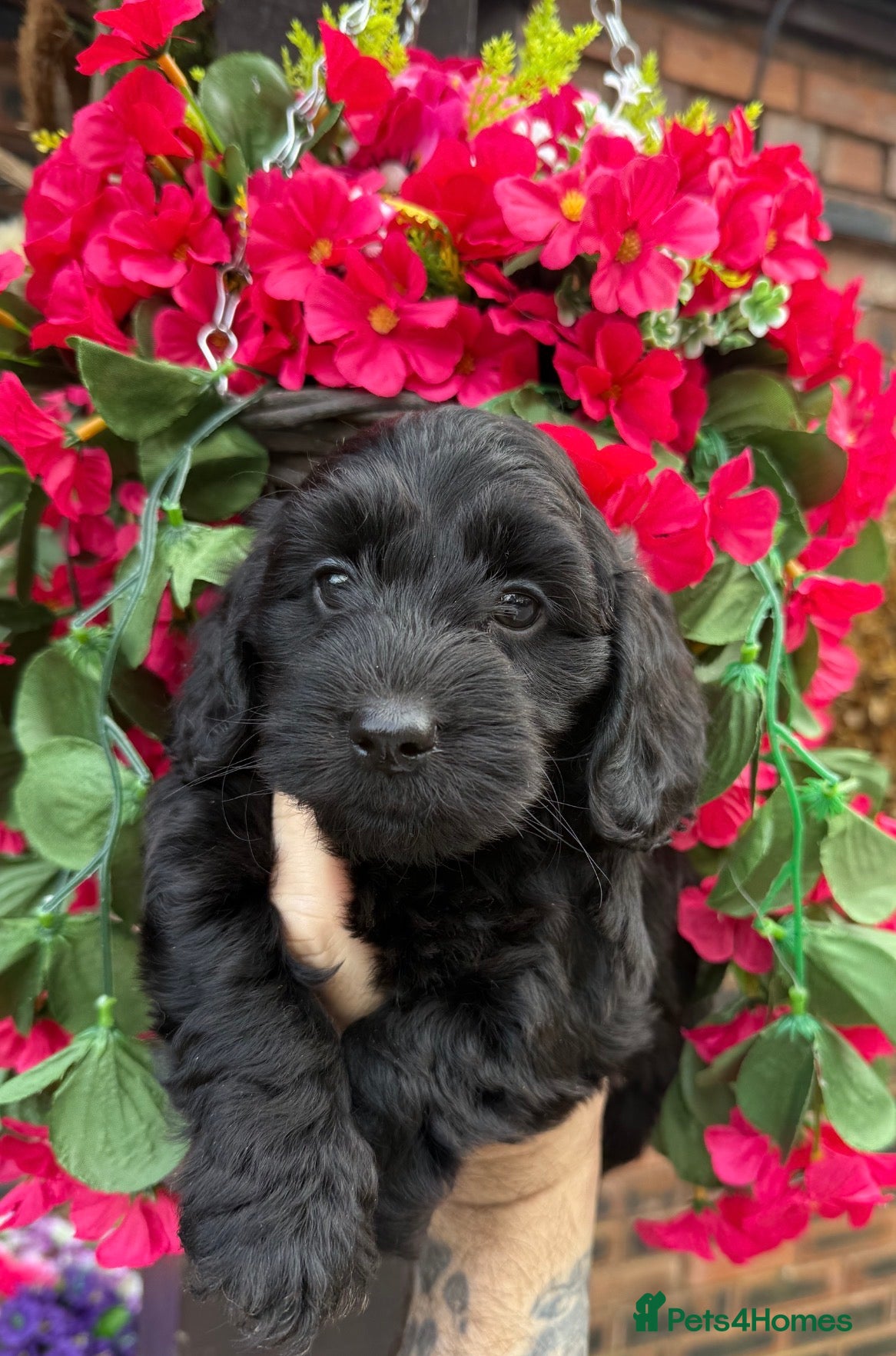Doxiepoo dogs 🧡💛Adorable Daxipoo Puppies 💜🩷 - Advert 16