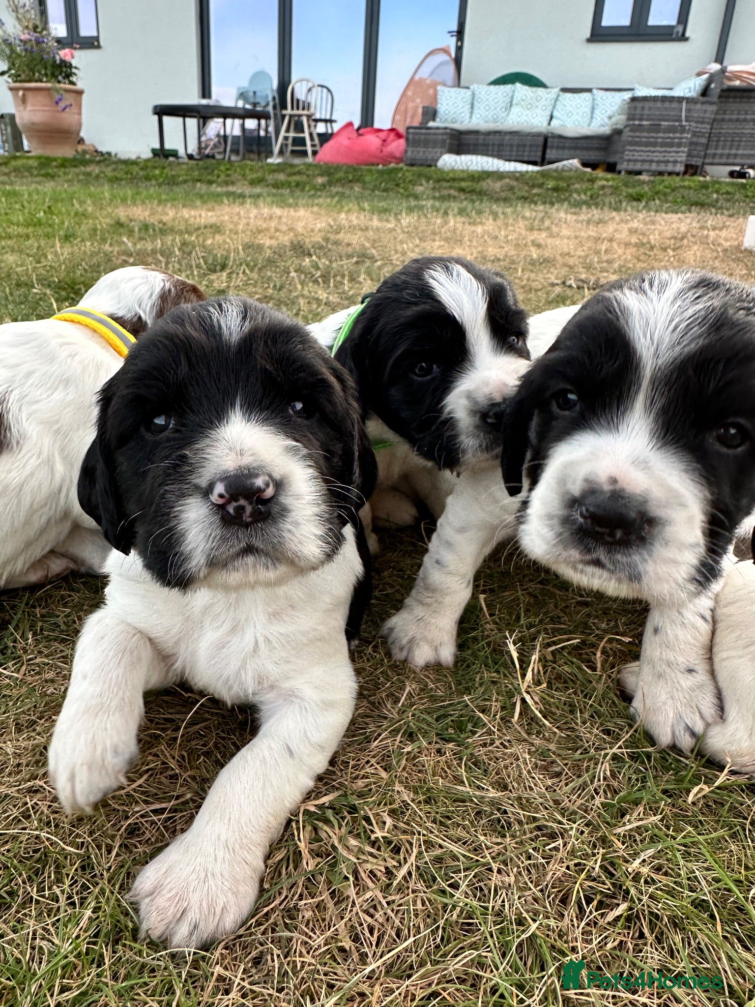 English Springer Spaniel dogs KC registered family friendly Springer Spaniels - Advert 1