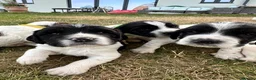 English Springer Spaniel dogs for sale: KC registered family friendly Springer Spaniels - Advert 1