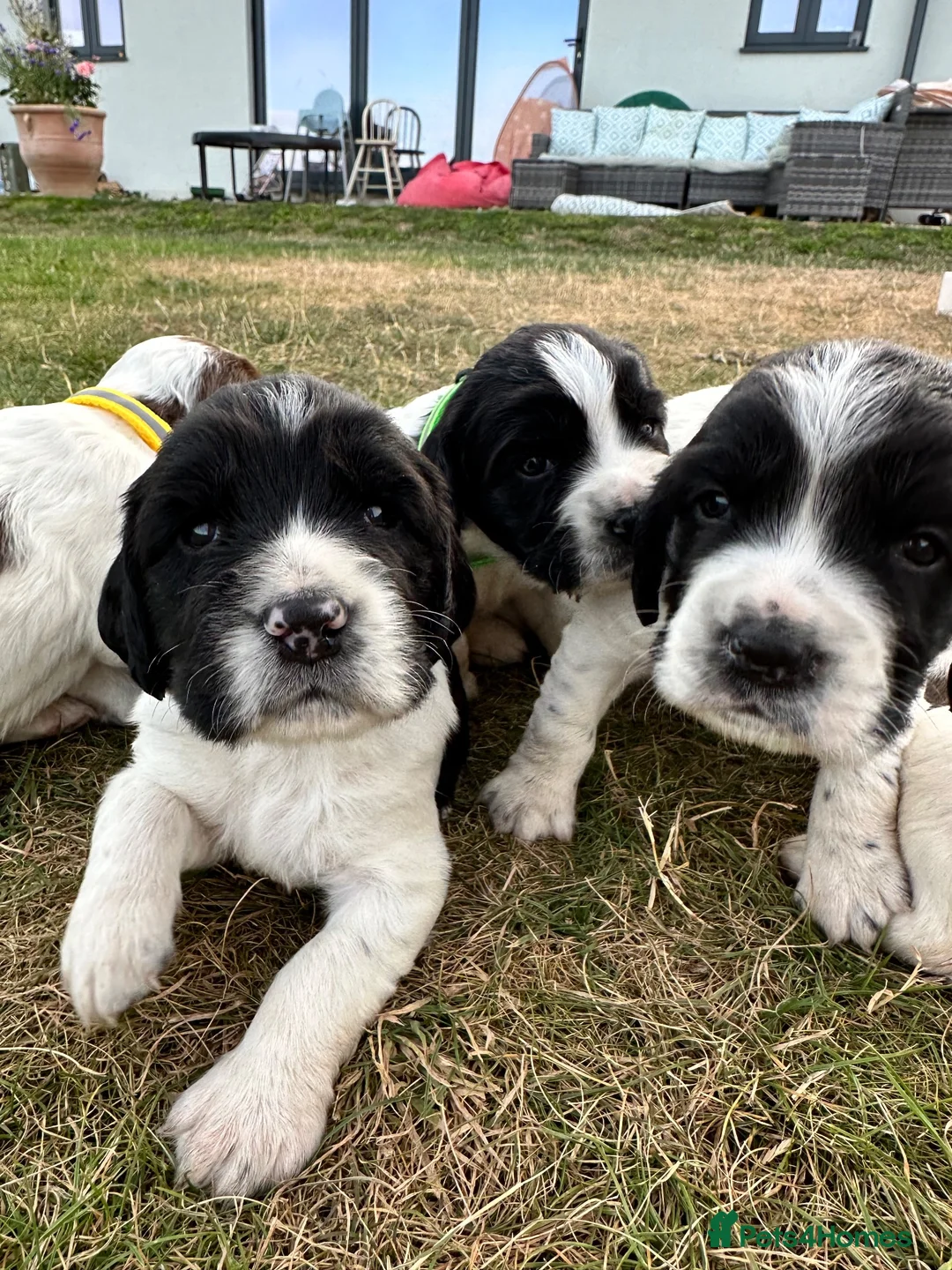English Springer Spaniel dogs for sale: KC registered family friendly Springer Spaniels - Advert 1