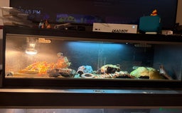 Leopard Gecko reptiles for sale: Zuko and viv - Image 4