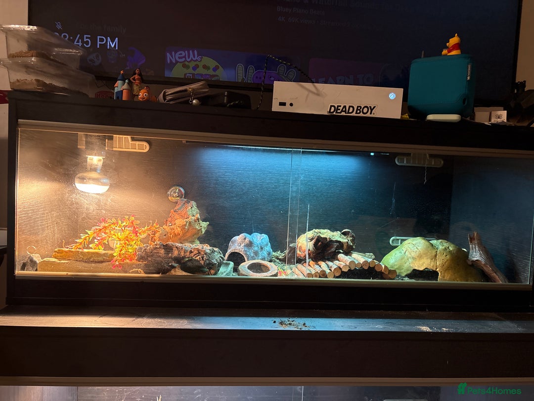 Leopard Gecko reptiles for sale: Zuko and viv - Image 4
