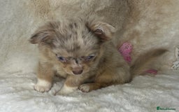 Chihuahua dogs for sale: Chihuahua long coat. Marble  - Image 24