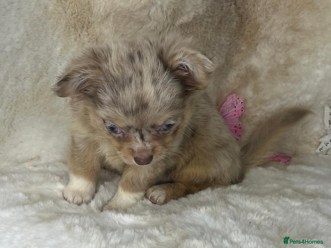 Chihuahua dogs for sale: Chihuahua long coat. Marble  - Image 24