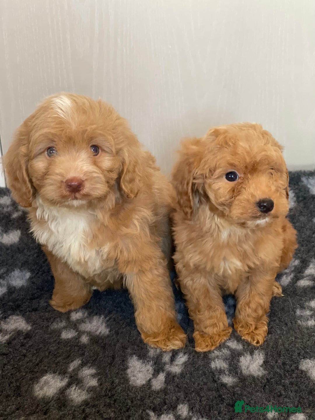 Cockapoo dogs for sale: Adorable cockapoo pups - Advert 18