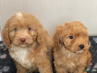 Cockapoo dogs Adorable cockapoo pups - Advert 5