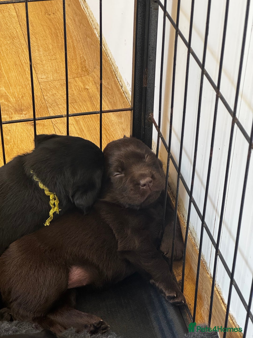Labrador Retriever dogs for sale: 🤎🖤Outstanding Show Type Labradors🖤🤎KC&fully HT - Image 10