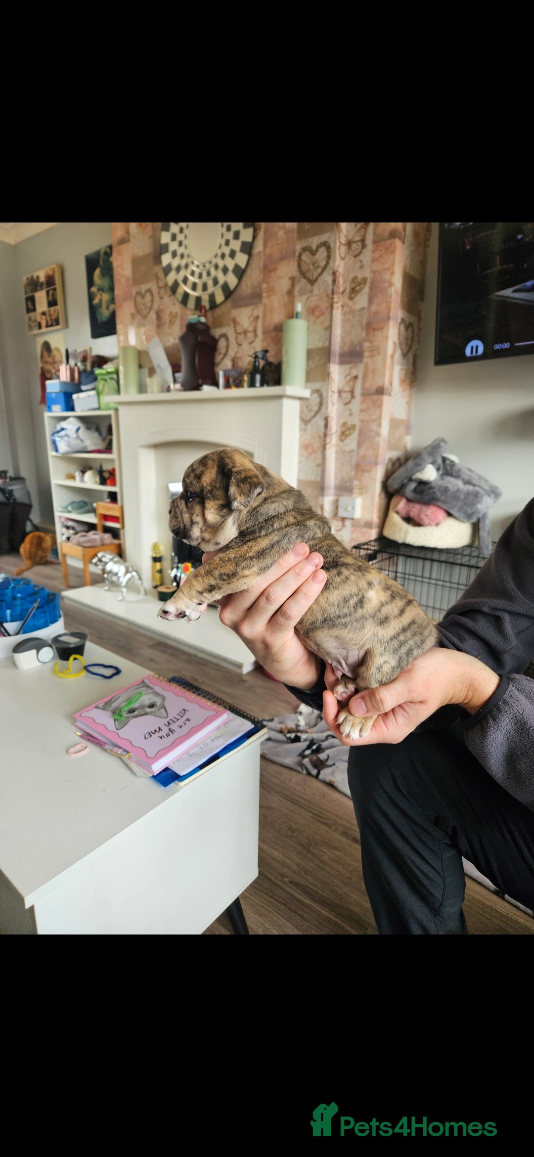Mixed Breed dogs for sale: Staffy cross bulldog puppy - Image 4