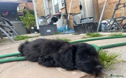 Cockapoo dogs for sale: Stunning Cockapoo pups  - Image 21