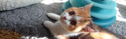 British Shorthair cats for sale: Grand champion sired - Advert 4