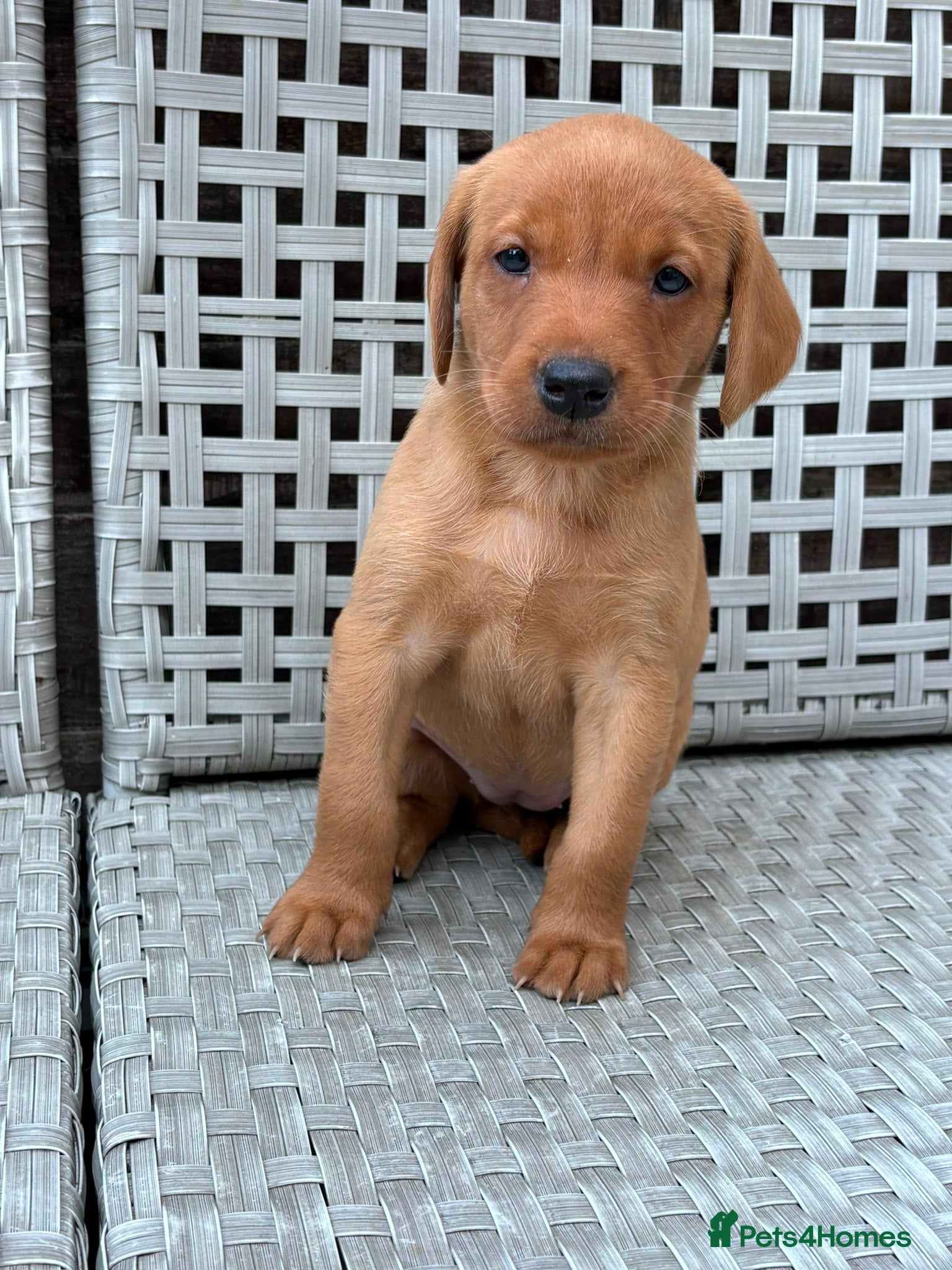 Labrador Retriever dogs Champion Labrador Puppies  - Advert 2