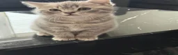 British Shorthair cats for sale: British short hair 2 females and 2 males - Advert 22