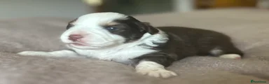 Maverick