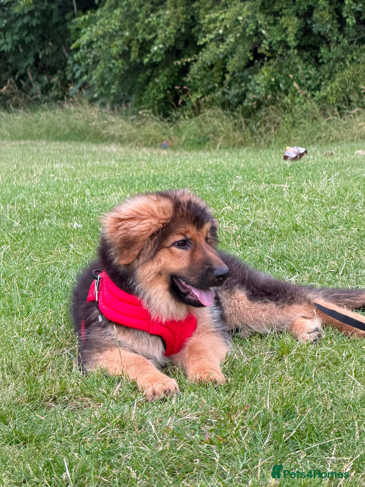 German Shepherd dogs Female german shepherd - Advert 17