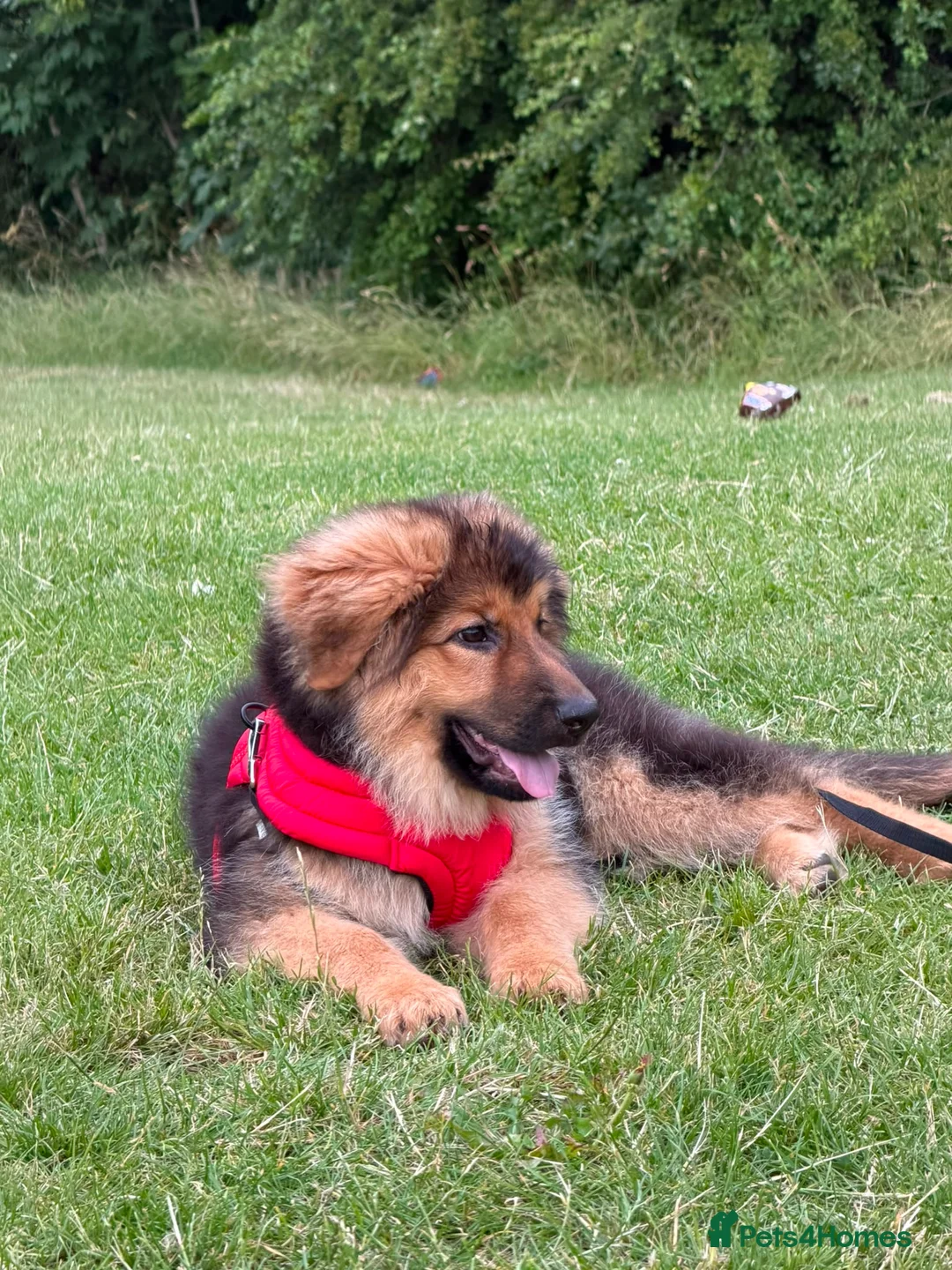 German Shepherd dogs for sale: Female german shepherd in Leeds - Advert 1