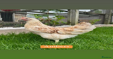 Chickens poultry - Advert 5