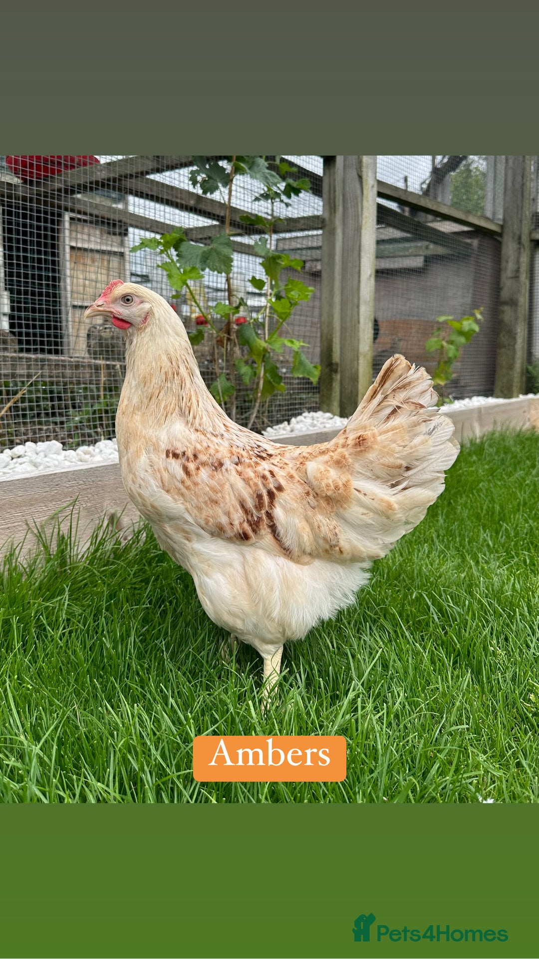 Chickens poultry for sale: Coloured hybrid hens at pol - Image 2
