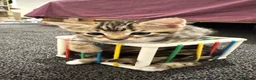 Mixed Breed cats for sale: Adorable Kittens 🐾 - Advert 7
