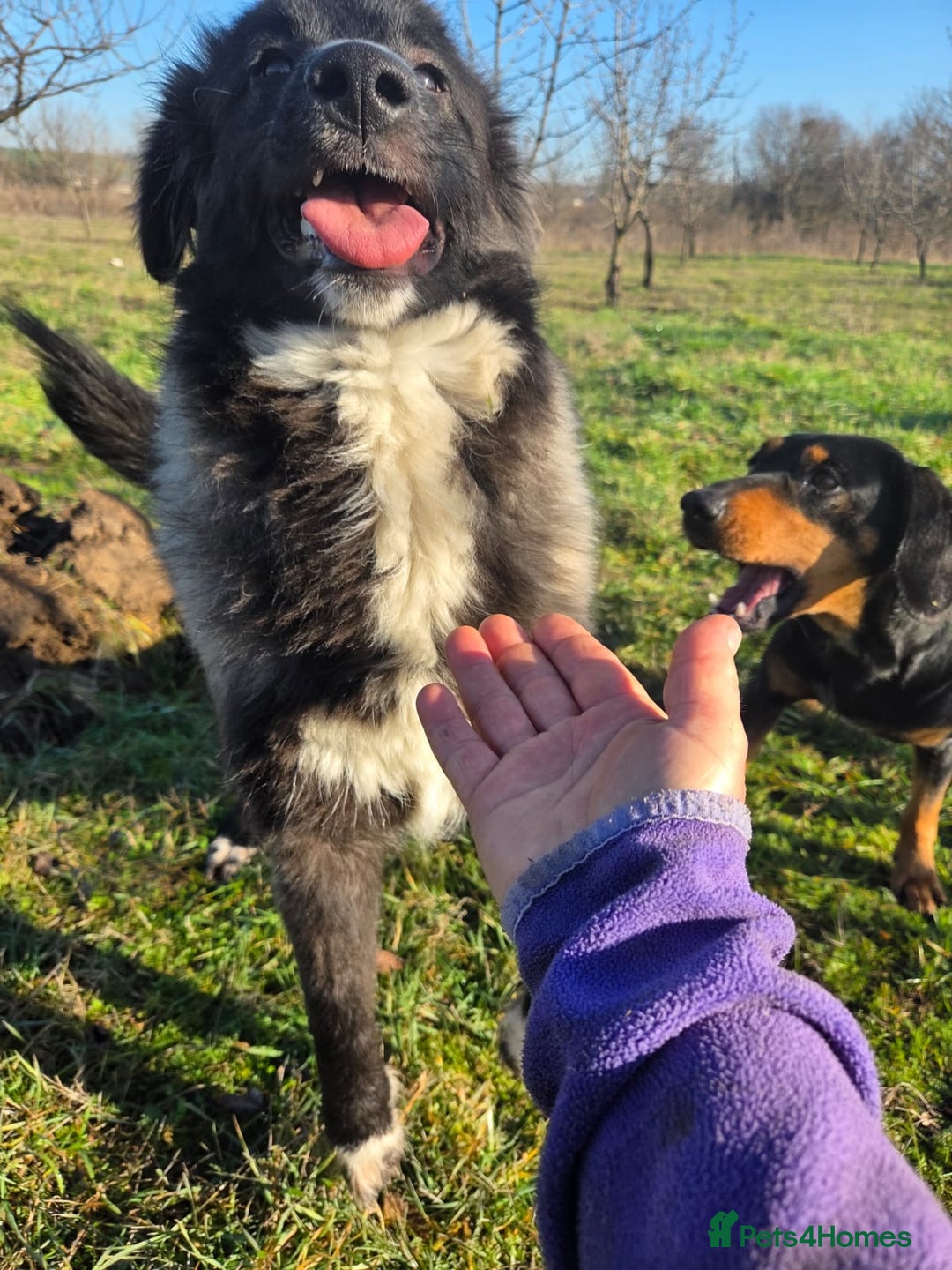 Mixed Breed dogs for adoption: 🐾 BELLA – A Brave Heart Ready to Love Again 💛 - Advert 2