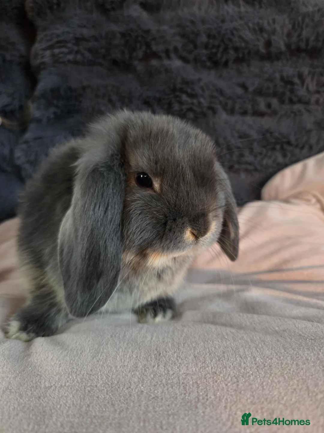 Mini Lop rabbits for sale: Mini lops for sale - Advert 2