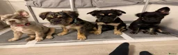 French Bulldog dogs for sale: Fluffy French bulldog KC registered - Advert 23