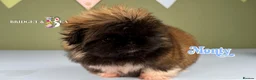 Pekingese dogs for sale: 💙OUTSTANDING QUALITY BOY 💙 champion lines in Gateshead - Advert 8