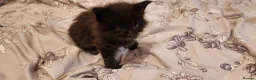 Maine Coon cats for sale: 3 Maine coon kittens for sale in Invergordon - Advert 5