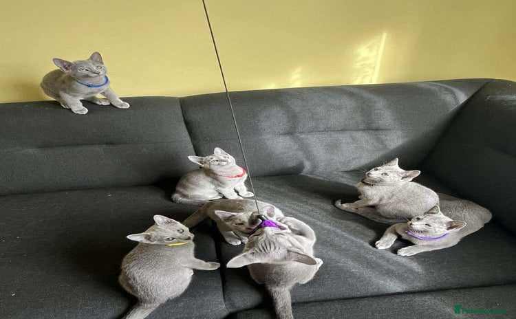Russian Blue cats - Advert 2