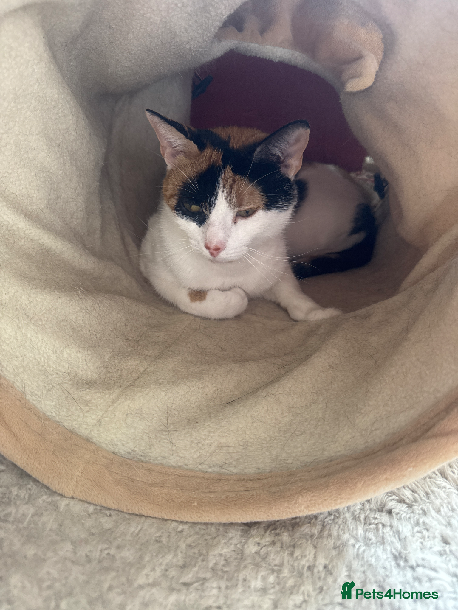 Mixed Breed cats Kittens for sale  - Advert 1