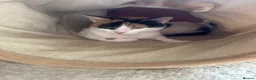 Mixed Breed cats for sale: Kittens for sale  - Advert 1
