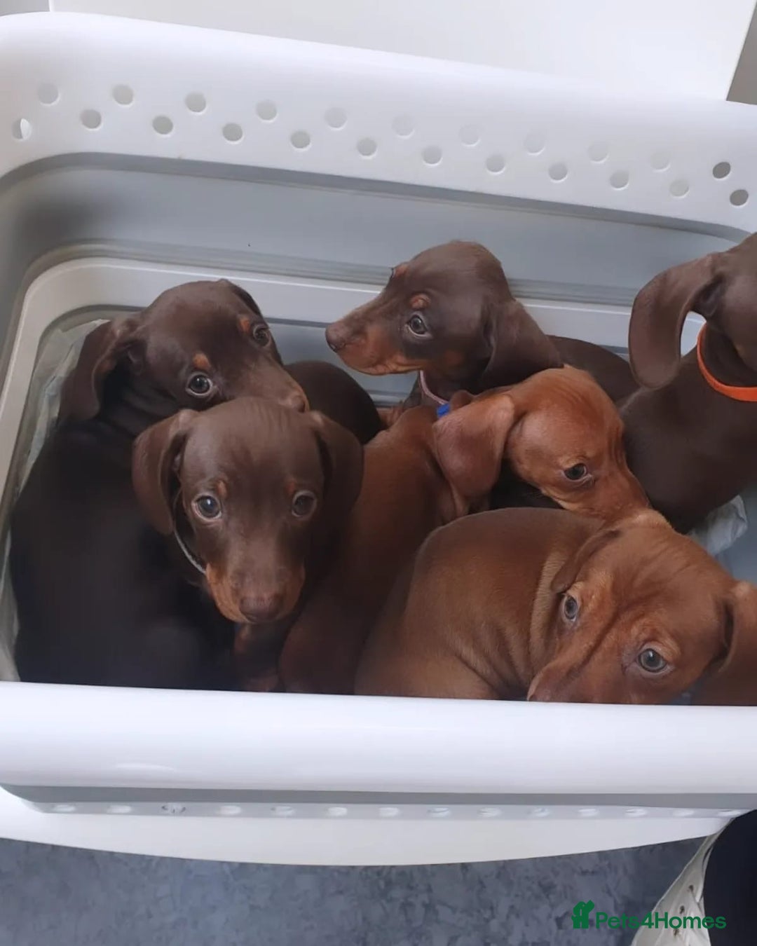 Dachshund dogs for stud: FOR STUD PROVEN kc reg Choc & tan mini dachshund in Sunderland - Advert 16