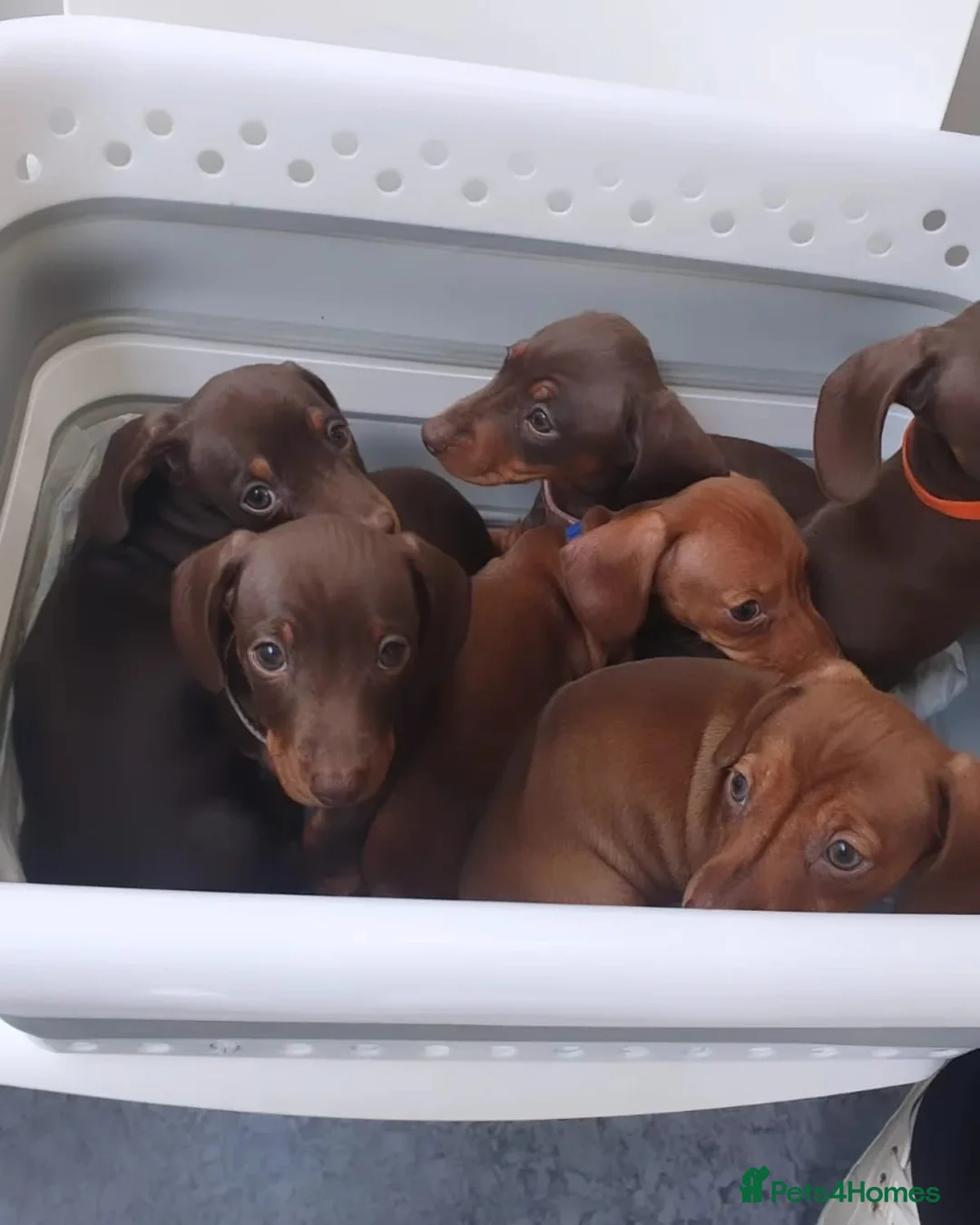 Dachshund dogs for stud: FOR STUD PROVEN kc reg Choc & tan mini dachshund in Sunderland - Advert 16