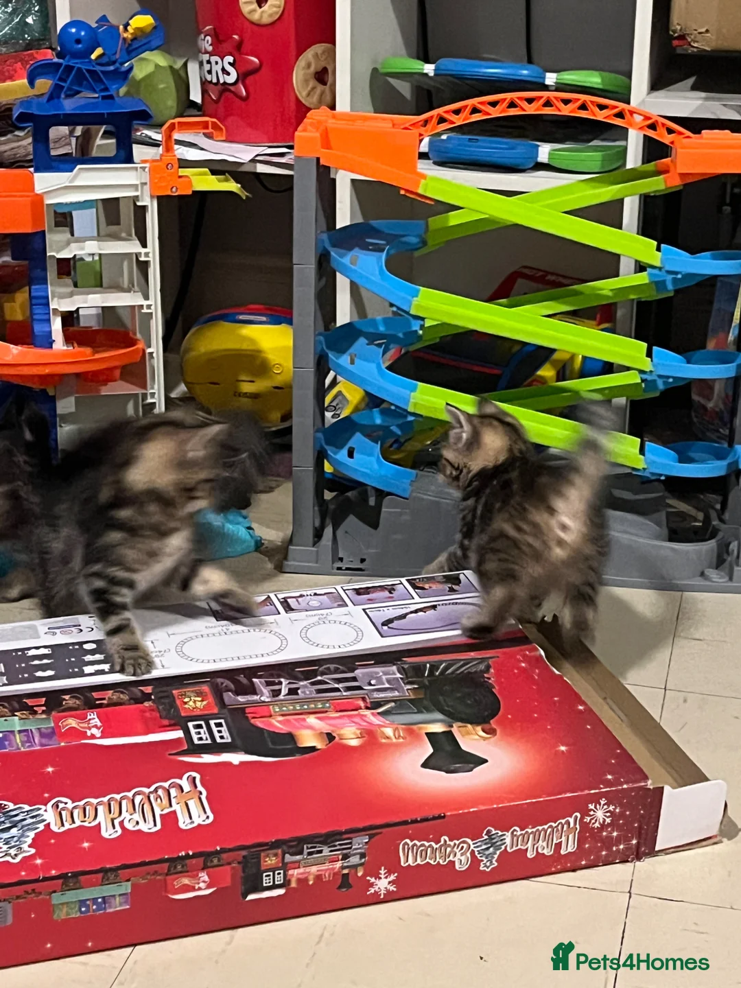 Mixed Breed cats for sale: Last tabby boy kitten left  - Advert 2