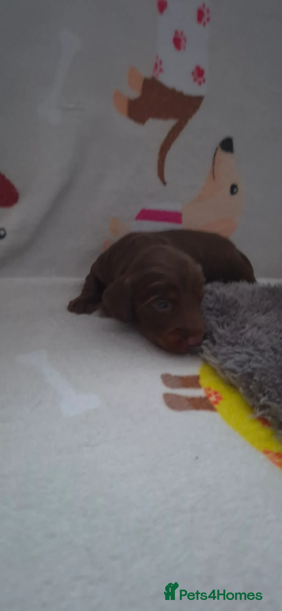 Dachshund dogs for sale: Miniature dachshunds long hair boys puppies - Advert 13