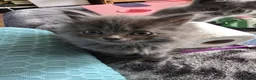 Persian cats for sale: Gorgeous Persian x Kittens Ready now  - Advert 39