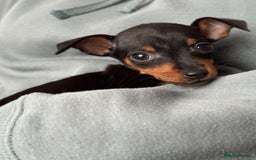 Miniature Pinscher dogs for sale: Not KC Reg Miniature Pincher Girl - Image 20