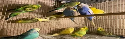 Budgerigars birds for sale: Young budgies for sale - Advert 3