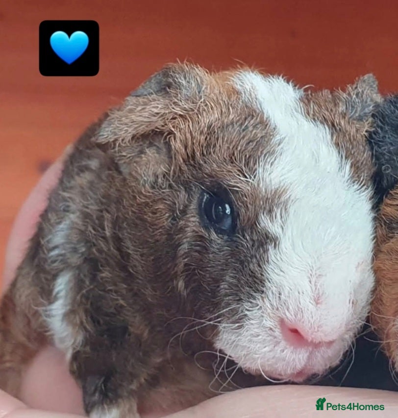 Guinea Pig rodents Beautiful guinea pigs  - Advert 2