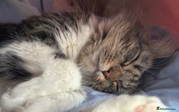 Mixed Breed cats for sale: Pls Rehome Our Girl x - Image 1
