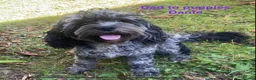 Cavapoo dogs for sale: Cavapoo puppies - Advert 12