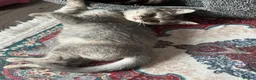 British Shorthair cats for sale: British shorthair kittens  - Advert 5