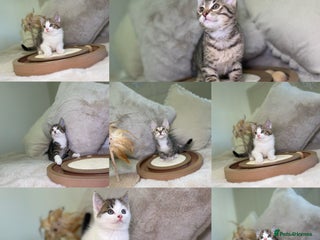 Mixed Breed cats Beautiful kittens 8 weeks old - Advert 7