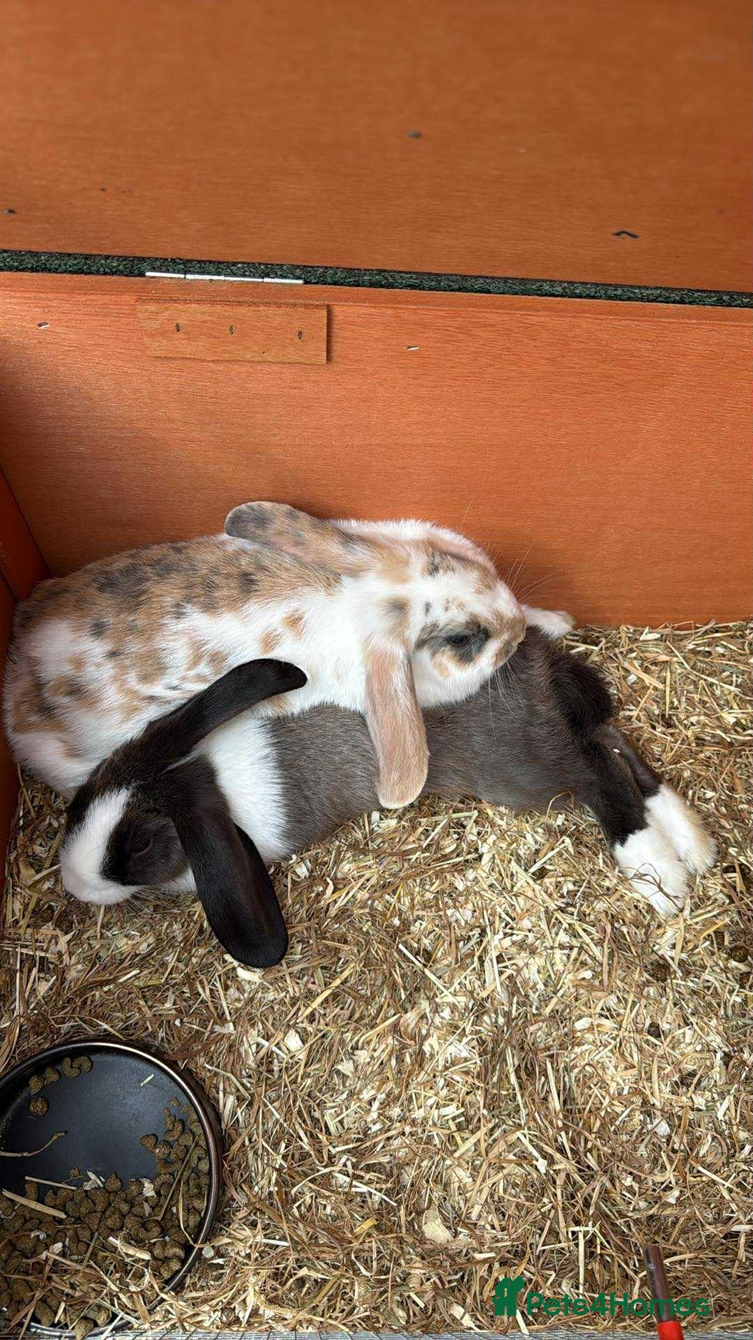 English Lop rabbits for sale: 2x rabbits for sale - both girls  - Image 1