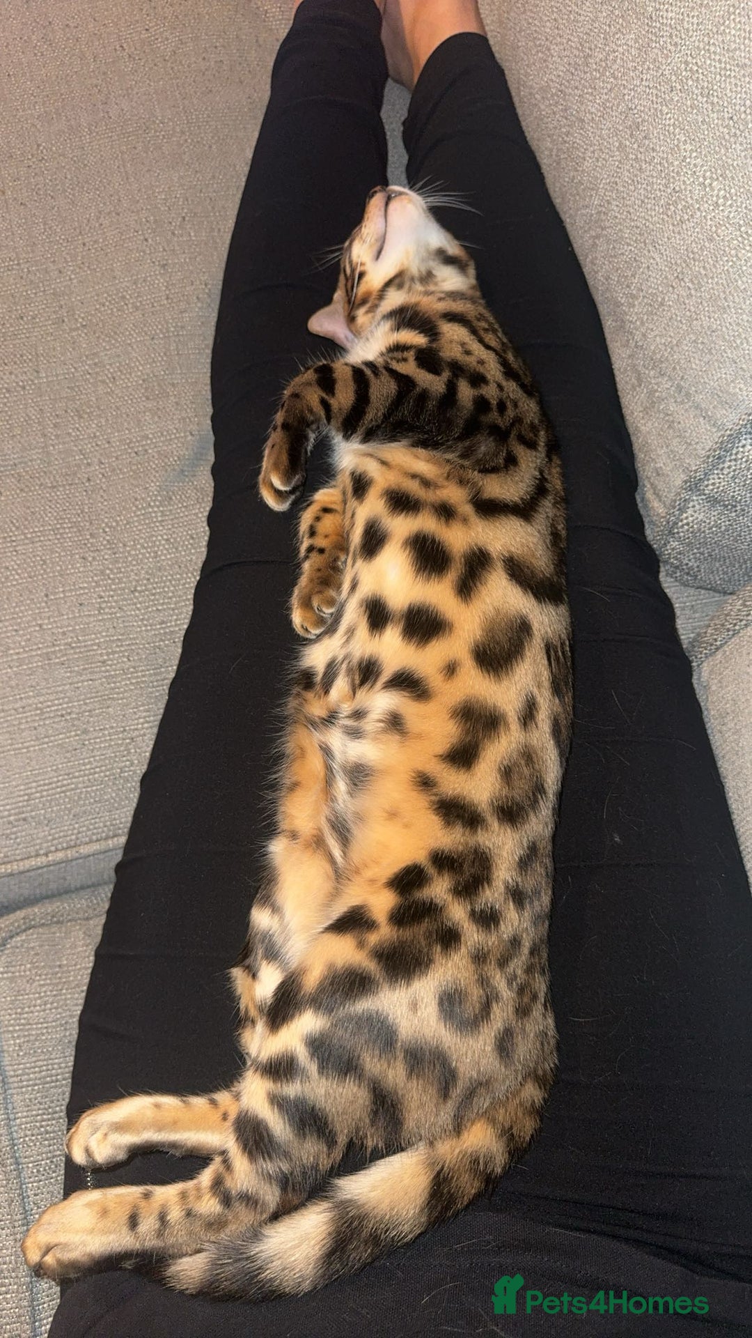 Bengal cats for sale: Beautiful bengal boy - Image 9
