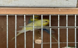 Budgerigars birds for sale: Breeding pairs with chicks - Image 11