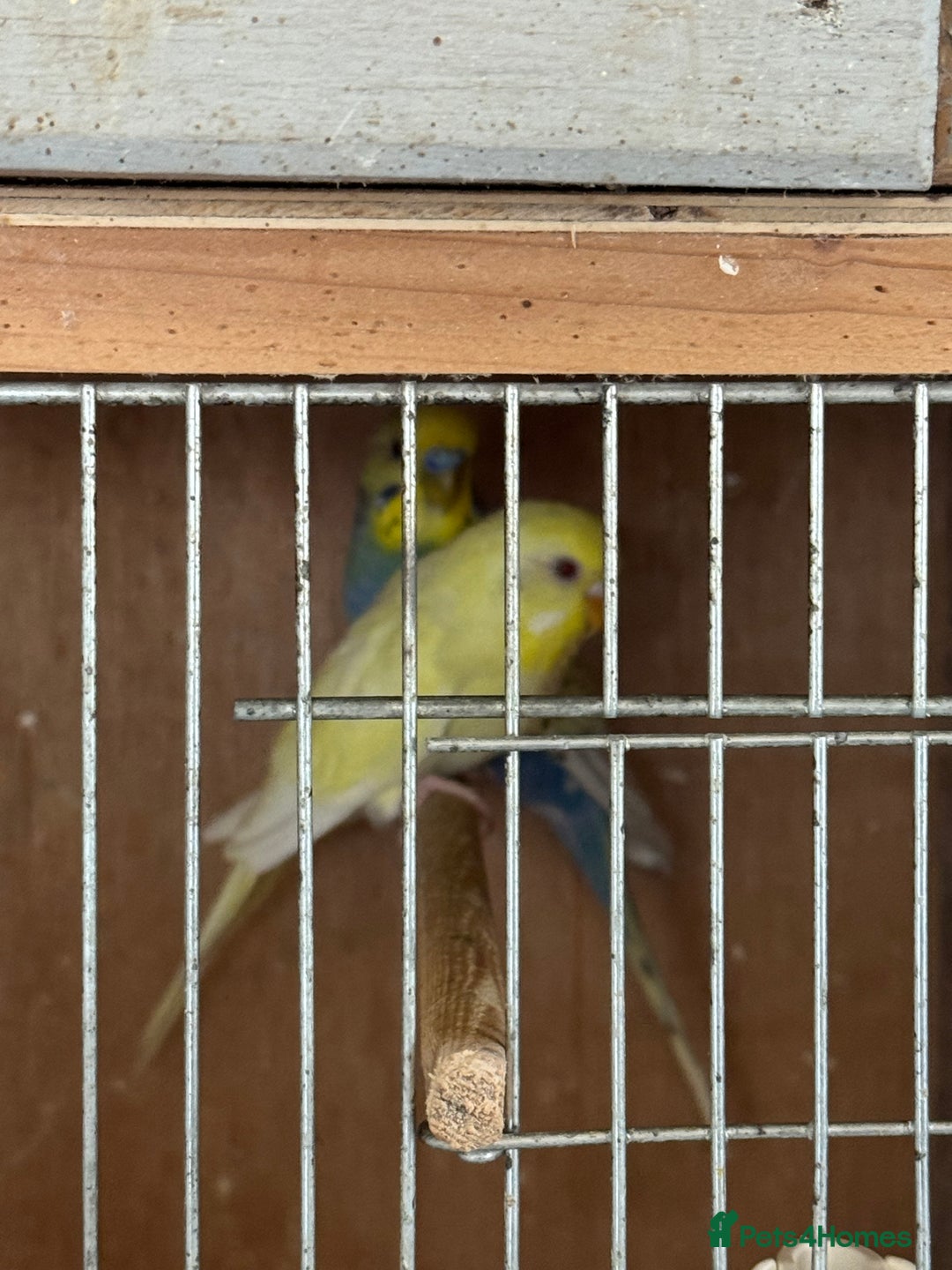 Budgerigars birds for sale: Breeding pairs with chicks - Image 11