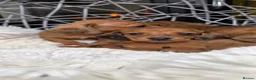 Miniature Dachshund dogs for sale: Beautiful Miniature Dachshund Puppies🐾4Girls4Boys - Advert 2
