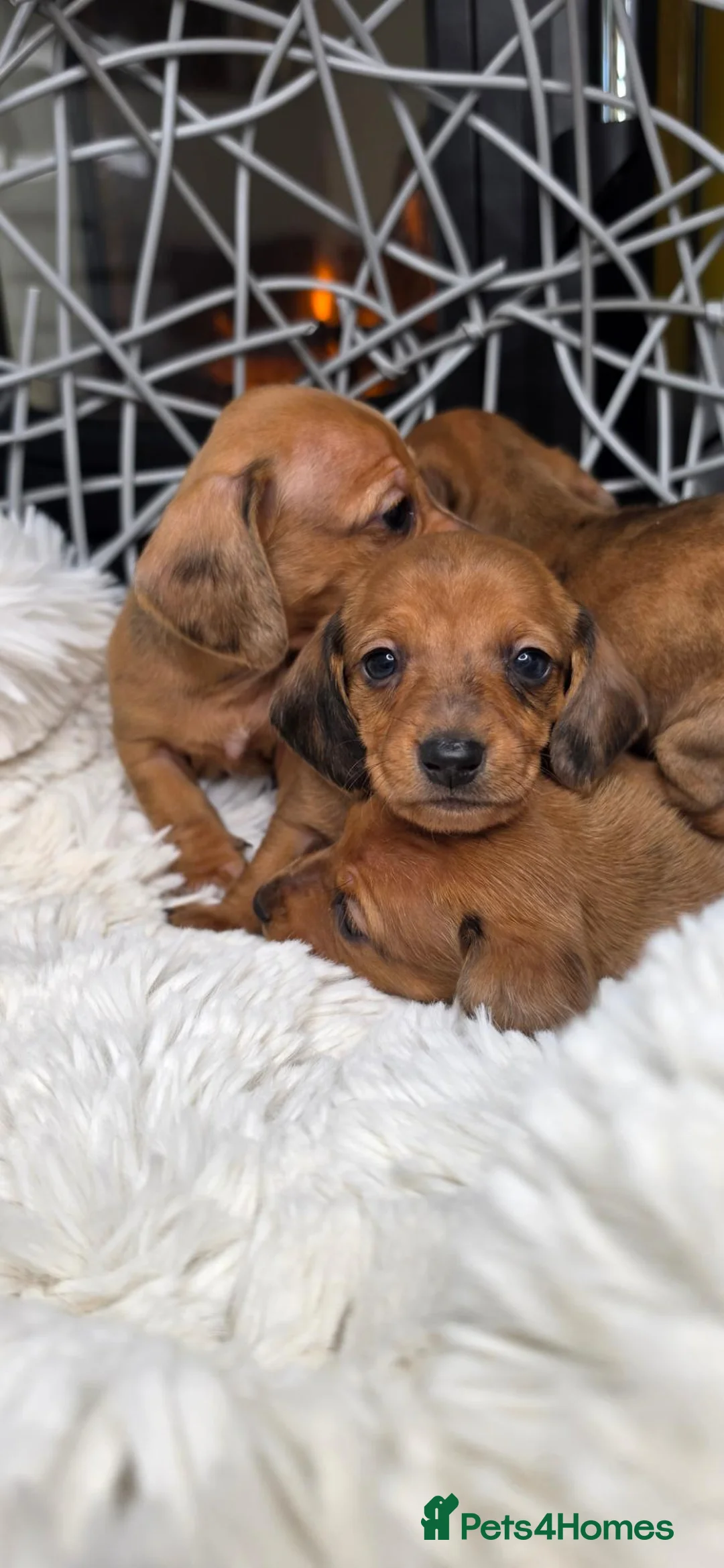 Miniature Dachshund dogs for sale: Beautiful Miniature Dachshund Puppies🐾4Girls4Boys - Advert 2