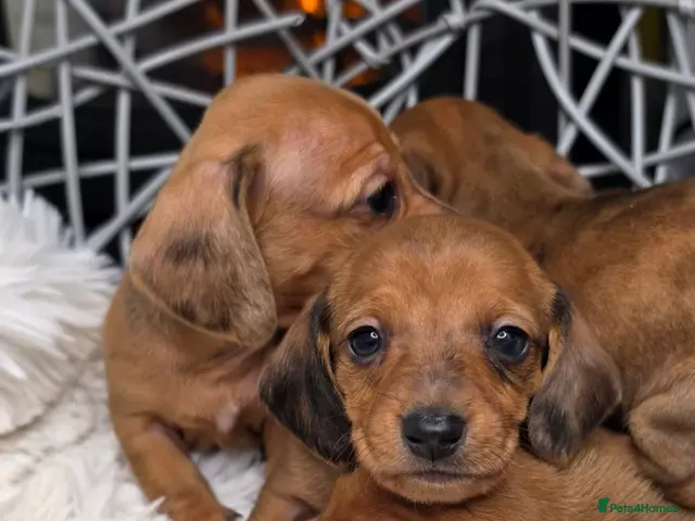 Miniature Dachshund dogs for sale: Reduced price 700£ red/tan and cream 4 boys left - Advert 22