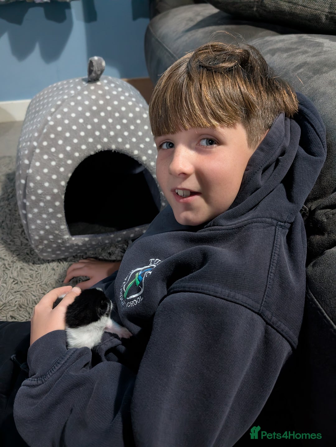 Domestic Shorthair cats for sale: Cute little black and white kitten - Advert 16